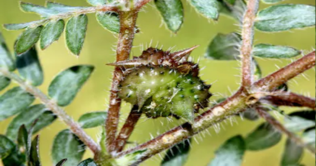 गोखरू, पंचर बेल (Gokhru, Puncture vine) का औषधीय उपयोग हिंदुस्तान को